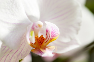 Fototapeta na wymiar Home flower, Beautiful white phalaenopsis orchid, close-up, macro photo