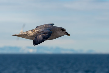 Northern Fulmar flying above Arctic sea on Svalbard.