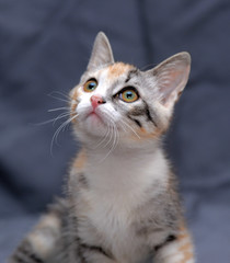 cute tricolor kitten on gray