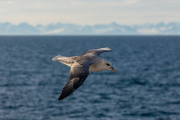 Northern Fulmar flying above Arctic sea on Svalbard.