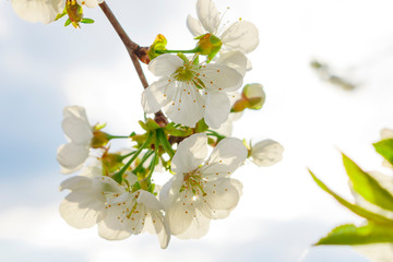 Obraz premium White cherry blossoms on a branch