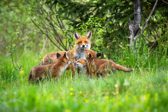Female of red fox, vulpes vulpes, showing its tongue while taking care of cubs. Adorable fox family on the meadow full of wildflowers. Horizontal portrait of fox family capturing their behaviour.