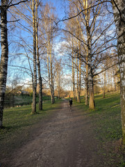 Birch alley in may evening in the park.