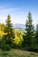 Fototapeta premium spruce trees on the meadow in mountains. beautiful sunny scenery with distant valley and hills in morning light