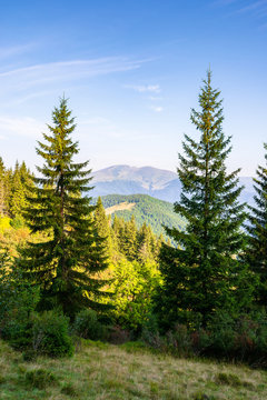 spruce trees on the meadow in mountains. beautiful sunny scenery with distant valley and hills in morning light