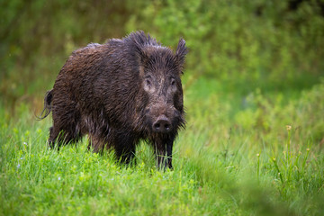 Majestic wild boar, sus scrofa, walking on the green meadow. Curious hog with wet fur grazing on the forest clearing and looking for something to eat. Solitary wild swine in its natural habitat.