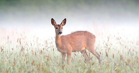 Surprised roe deer, capreolus capreolus, doe staring on meadow in foggy spring nature. Atmosphere of early morning in wilderness with grass wet from dew and wild animal from side. © WildMedia