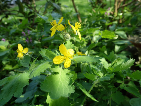 Acker-Senf (Sinapis arvensis), bl&uuml;hende Pflanze