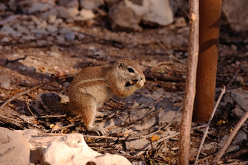 ground squirrel 