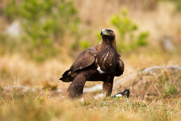 Dominant adult golden eagle, aquila chrysaetos, inspecting environment with interested look in spring nature. Eye contact with alert bird of prey standing on meadow from front low angle view.