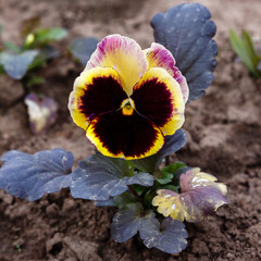 Pansy flowers or spring garden viola tricolor in spring garden. Gardening, landscape design, gardening with annual plants.