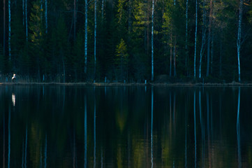 Trees reflected in calm water of a twilight forest lake. Bird flying over lake in forest. Wild nature. Natural background 