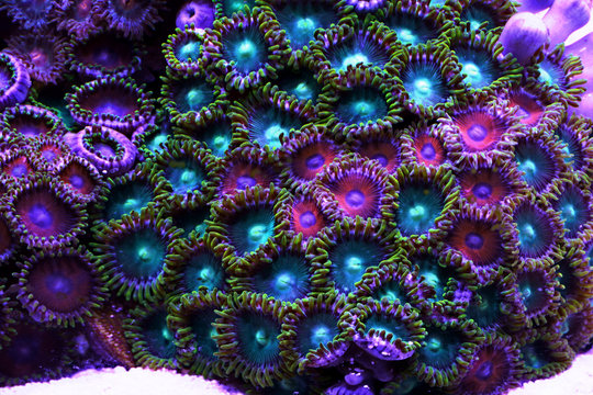 Close to Zoas