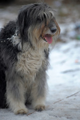long-haired dog mestizo terrier