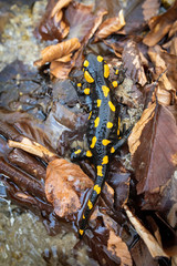 Spotted fire salamander, salamandra salamandra, lying on the ground with wet leafs from high angle. Wild animal resting near water stream in vertical composition.