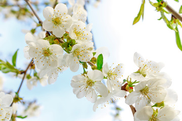 White cherry blossoms on a branch