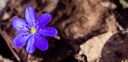 Anemone hepatica liverwort blue beautiful spring flower closeup in the forest
