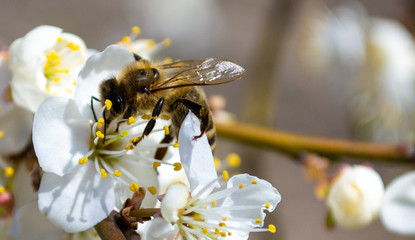 Bee on a flowering tree close-up with white beautiful fresh flowers sunny day, floral natural background