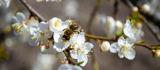 Bee on a flowering tree close-up with white beautiful fresh flowers sunny day, floral natural background