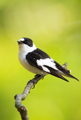 Obraz premium Little european pied flycatcher, ficedula hypoleuca, perched on the thin twig and observing the surroundings. Black and white european bird in the wild nature. Animal with plumage looking innocent.