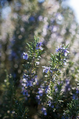 Pianta di rosmarino in fiore