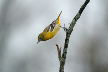 Baltimore Orioles, male and female
