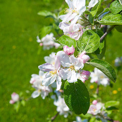 Close up of springtime apple blossoms.
