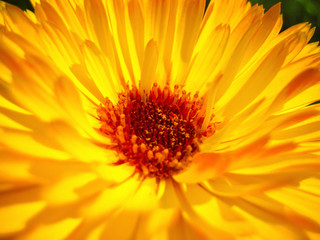 Macro view of yellow Calendula flower, or English marigold. Vibrant floral background. Medicinal plants.