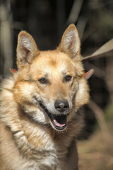 German shepherd on a leash