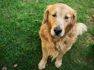 Gentle golden retriever