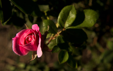 Pink rose