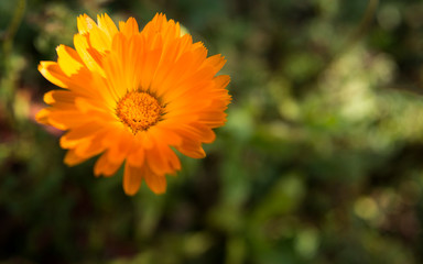 Bright orange flower