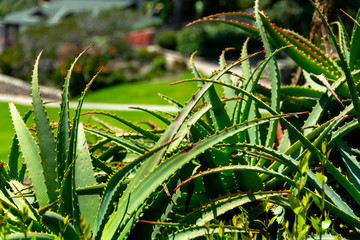 Closeup of a large aloe vera plant with a bokeh background in Laguna Beach, CA.