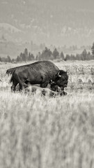 Buffalo near Jackson Hole Wyoming graze in field