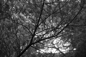 Wildnis im Detail nit Ästen, Blättern und Licht