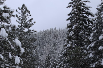 snow covered pine trees