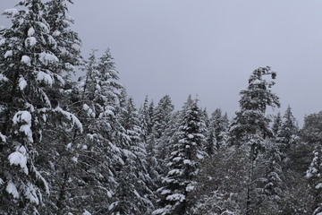 snow covered trees