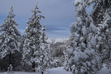 snow covered trees