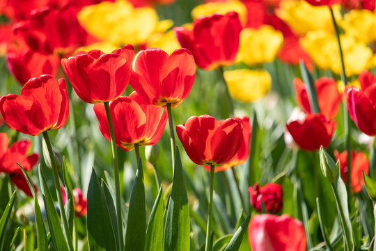 Red and yellow tulip flowers in the park