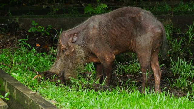 An old andt thin Bornean Bearded Pig in search of food in the jungles at Bako National Park, Malaysia. Wild nature stock footage.