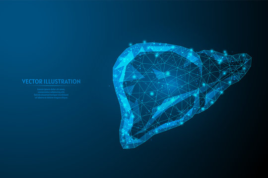 Human liver close-up. Organ anatomy. Diagnosis of the disease cirrhosis, cancer, intoxication, hepatitis. Innovative medicine and technology. 3d low poly wireframe vector illustration.