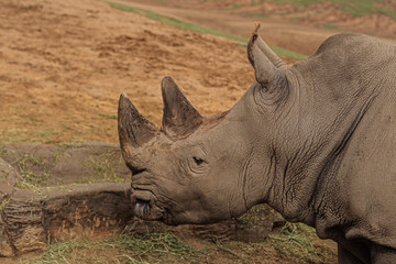 Obraz premium rhino in the wild