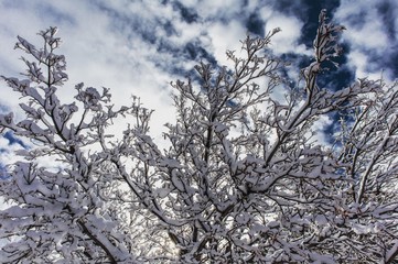 snow covered branches