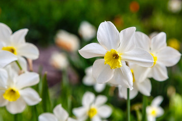 Narcissus flowers are more commonly known as daffodils or jonquils in spirng time. Narcissus is a genus of predominantly spring flowering perennial plants of the amaryllis family.