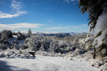 snow covered trees