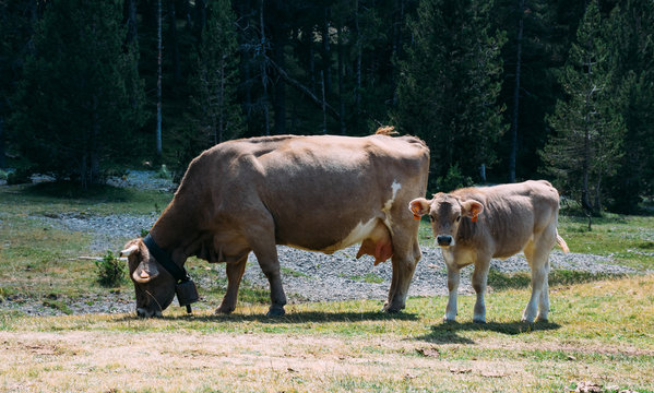 a breeding calf close to its cow mother are pasturing grass in a plain of a farm far from the herd. The breeding cow is looking at front with curiosity. The cow wears cowbell. Horizontal photo.