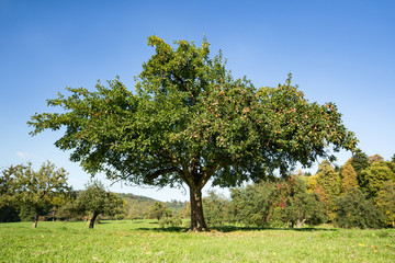 Fototapeta na wymiar Apple tree in the garden