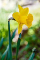 Fototapeta premium Narcissus flowers are more commonly known as daffodils or jonquils in spirng time. Narcissus is a genus of predominantly spring flowering perennial plants of the amaryllis family.