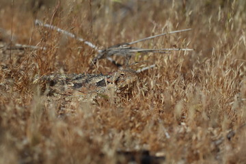 horny toad in the grass 