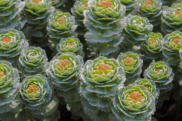 Top view on the flowers of a green succulent plant with pink accents. Abstract floral background.